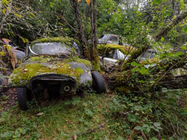 Yeşil yosunlu nemli ormanda terk edilmiş eski paslı arabalar.