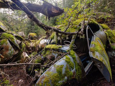 Yeşil yosunlu nemli ormanda terk edilmiş eski paslı arabalar.