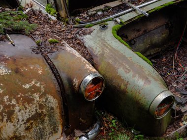 Yeşil yosunlu nemli ormanda terk edilmiş eski paslı arabalar.