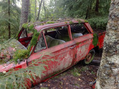 Yeşil yosunlu nemli ormanda terk edilmiş eski paslı arabalar.