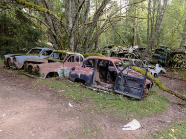 Yeşil yosunlu nemli ormanda terk edilmiş eski paslı arabalar.