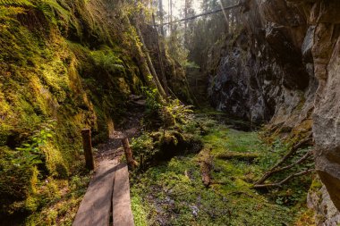 Ormanın içindeki tahta bir patikanın dikey görüntüsü.