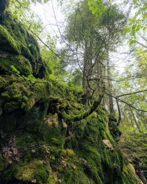 Yosun dolu bükülmüş küçük bir ağaç.