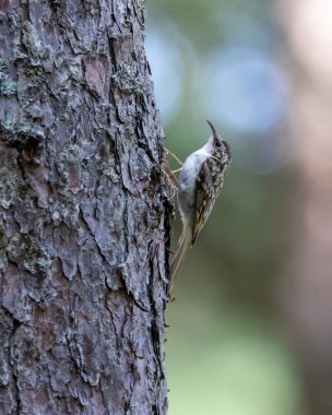 Kısa burunlu Ağaç Bekçisi Ağaçta yiyecek arıyor