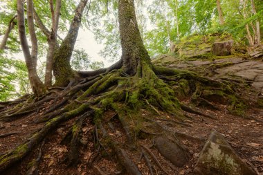 Güney İsveç 'te kökleri birbirine karışmış ağaçlar