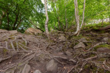 Güney İsveç 'te kökleri birbirine karışmış ağaçlar