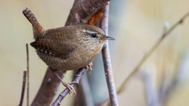 Güneşli bir günde küçük ve tatlı kırlangıçlar.