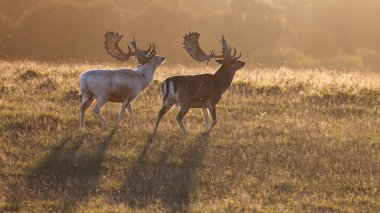 Gün batımında güzel geyik, yiyor, savaşıyor, beyaz geyik