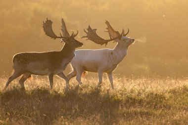 Gün batımında güzel geyik, yiyor, savaşıyor, beyaz geyik