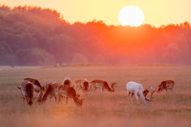 Gün batımında güzel geyik, yiyor, savaşıyor, beyaz geyik
