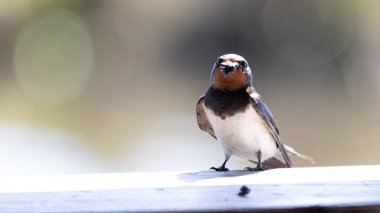 Şirin kırlangıç kuşu yuvası için küçük bir ağaç anahtarı tutuyor.