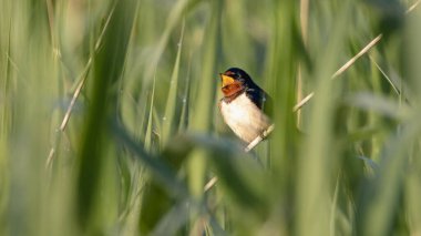 Uzun otların arasında ahır kırlangıcı şarkı söylüyor