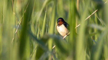 Uzun otların arasında ahır kırlangıcı şarkı söylüyor