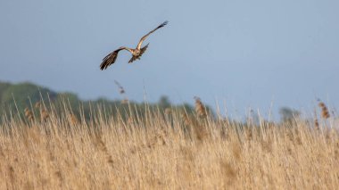 Hawk, güneşli bir yaz gününde bir av arıyor.