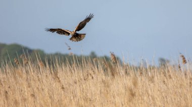 Hawk, güneşli bir yaz gününde bir av arıyor.