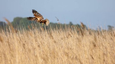 Hawk, güneşli bir yaz gününde bir av arıyor.