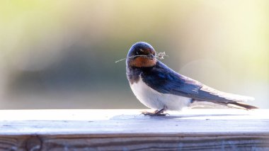 Şirin kırlangıç kuşu yuvası için küçük bir ağaç anahtarı tutuyor.