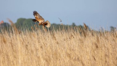 Hawk, güneşli bir yaz gününde bir av arıyor.