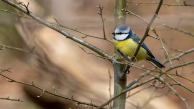 Beautiful blue tit on a tree brench during a sunny day 