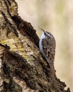 Ağaçta sürünen küçük bir kuş