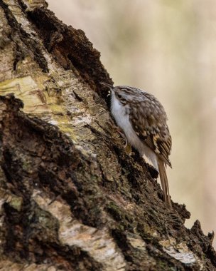 Ağaçta sürünen küçük bir kuş