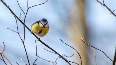 Beautiful blue tit on a tree brench during a sunny day 