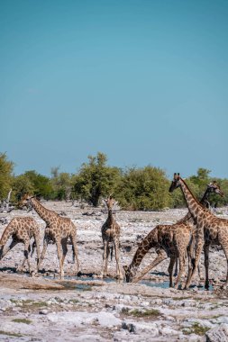 Savanadaki zürafa, Etoşa Ulusal Parkı, Namibya