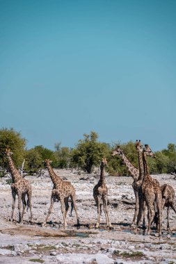 Savanadaki zürafa, Etoşa Ulusal Parkı, Namibya