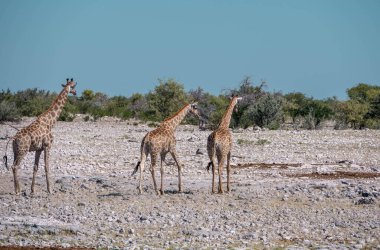 Savanadaki zürafa, Etoşa Ulusal Parkı, Namibya