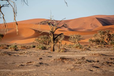 Namib Naukluft Ulusal Parkı, Namibya, Afrika 'da bir ağacı ve kum tepeciği olan güzel bir manzara.