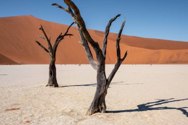 Sossusvlei, namibia: Namib naukluft 'ta büyük bir turuncu kum tepeciği
