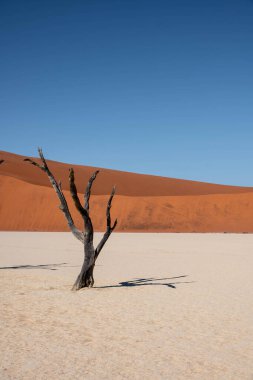 Sossusvlei, namibia: Namib naukluft 'ta büyük bir turuncu kum tepeciği