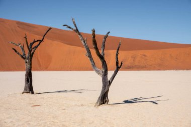 Sossusvlei, namibia: Namib naukluft 'ta büyük bir turuncu kum tepeciği