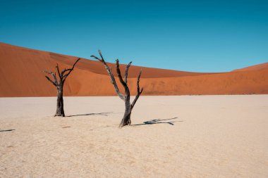 Sossusvlei, namibia: Namib naukluft 'ta büyük bir turuncu kum tepeciği