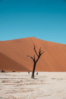 Namib naukluft milli parkındaki ölü ağacın güzel manzarası.