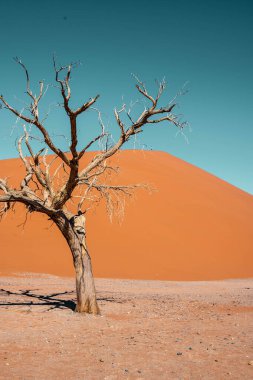  Namib Çölü 'ndeki ağaç