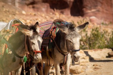 Çöldeki develer, Petra, Ürdün