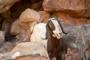 Petra dağlarında keçiler, Ürdün