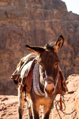 Petra çölünde eşek, Jordan.