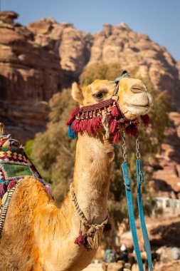deve içinde petra, jordan