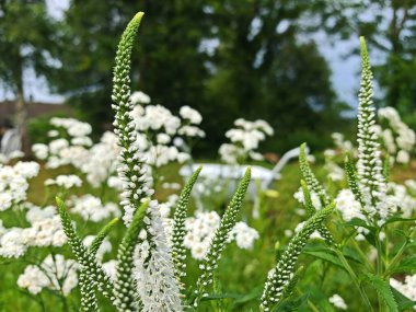 Baharda bahçedeki doğal beyaz Veronica spicata çiçekleri