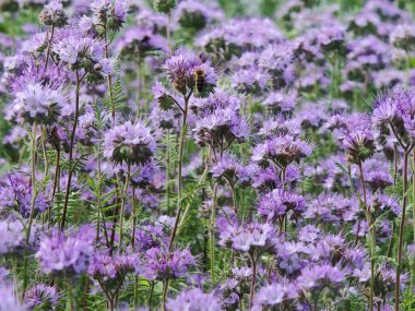 Ballı doğal menekşe çayırı.