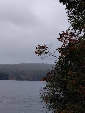 Ormanda gölü olan güzel bir manzara.