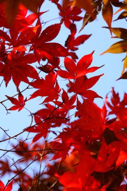 Arka plan veya duvar kağıdı olarak mavi gökyüzü ile sonbahar yapraklarını kapat