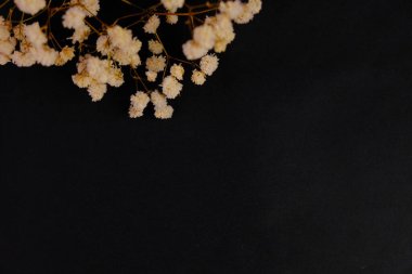 Küçük beyaz bir çiçek, düz siyah bir arkaplanda metin boşluğu ile düzenlenmiş. alıntı kavramı