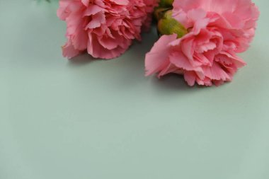 Üzerinde pembe gül tomurcukları olan üst görüntü, gypthe, huzurlu bir pastel arka planda mesaj, aşk ve romantik konsept için metin alanı ile birlikte.