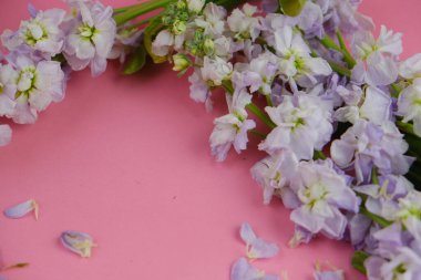 Sade arka planda güzel kırmızı güller, üst manzara. Metin için boşluk