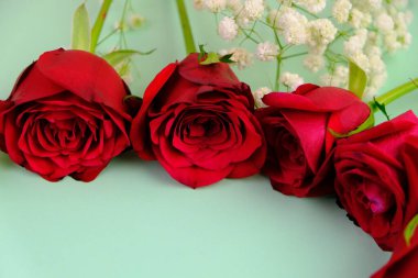 Sade arka planda güzel kırmızı güller, üst manzara. Metin için boşluk