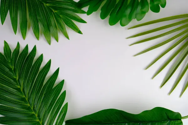 Beyaz ahşap arkaplanda metin boşluğu olan yeşil canavar yaprakları