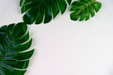 Yeşil Monstera deliciosa metin alanı ile parlak arkaplan üzerinde bırakır